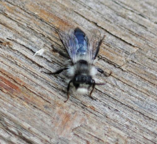 Andrena cineraria